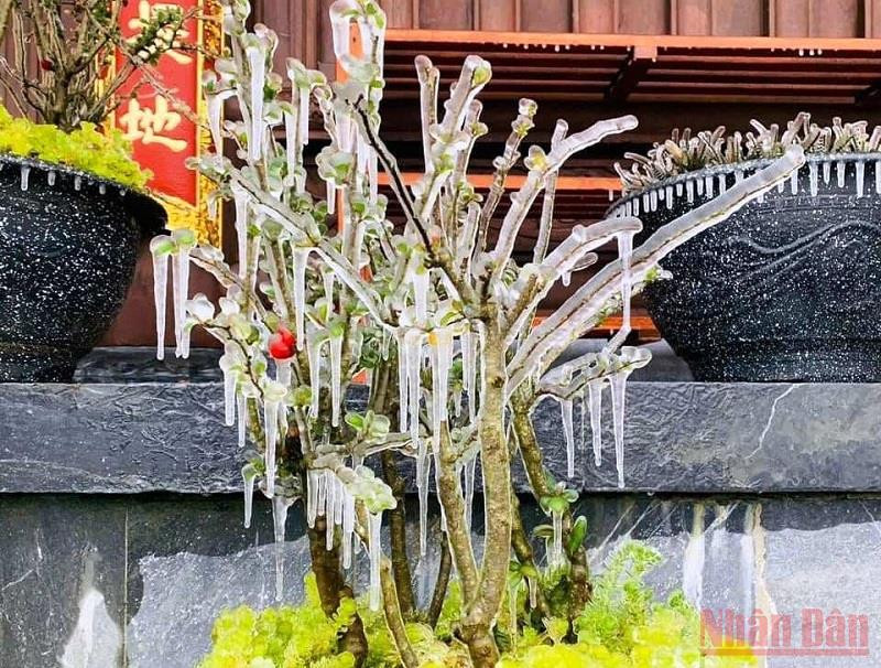 Băng giá phủ trắng cây hoa cảnh trên đỉnh Phan Xi Păng, Sa Pa, Lào Cai. Băng giá phủ trắng đỉnh Phan Xi Păng -0