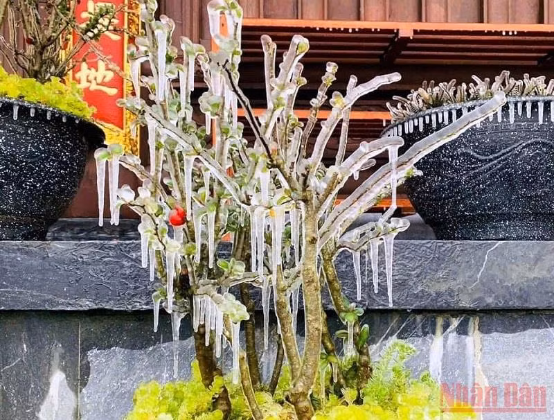 Băng giá phủ trắng đỉnh Phan Xi Păng -0