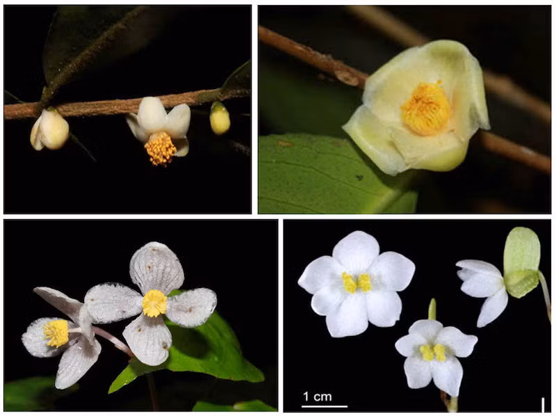 Bốn loài thực vật mới được công bố có xuất xứ từ Vườn quốc gia Bidoup - Núi Bà.