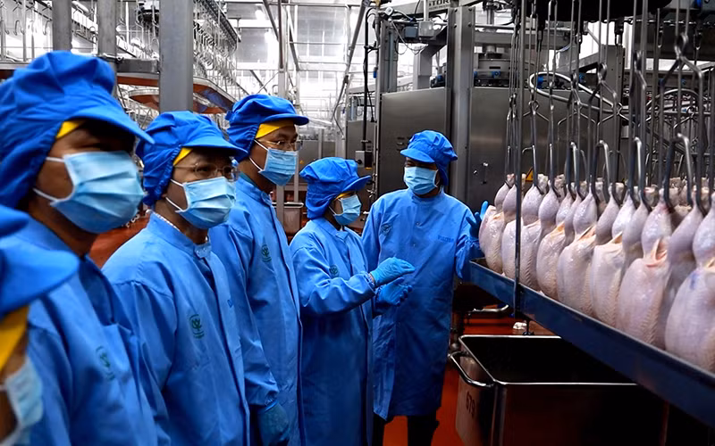 Chế biến thịt gà xuất khẩu của Công ty cổ phần CPV Food Bình Phước, huyện Chơn Thành, tỉnh Bình Phước. (Ảnh HỒ BÁ SƠN)