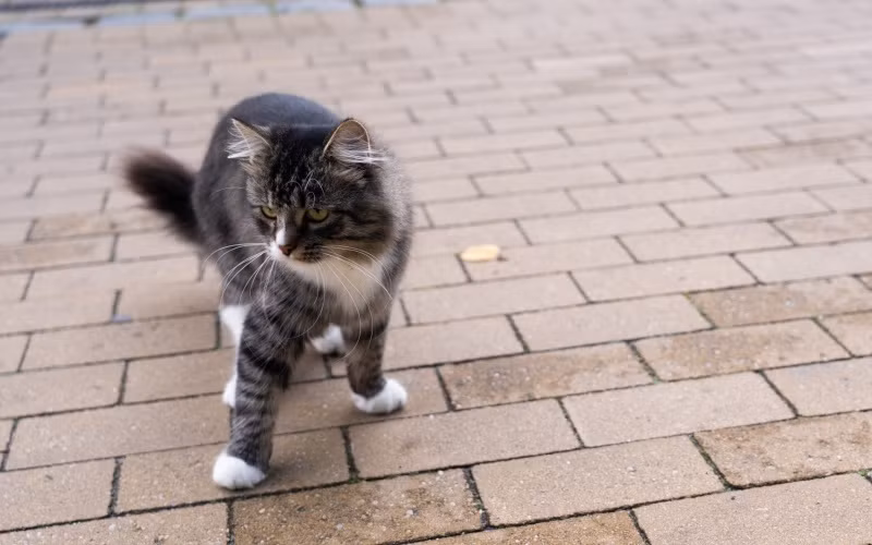 "Thủ phủ mèo" của nước Nga ảnh 2