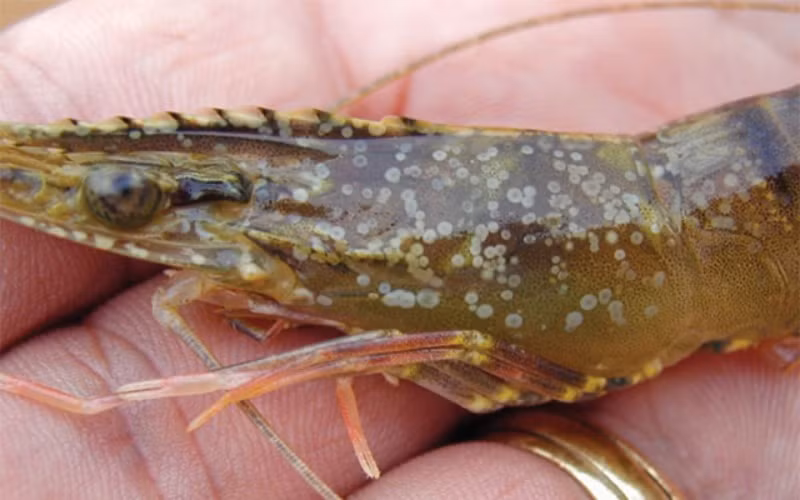 Tôm bị bệnh đốm trắng, gây chết hàng loạt tại các ao nuôi ở các xã ven biển tỉnh Thái Bình. (Ảnh người dân cung cấp)