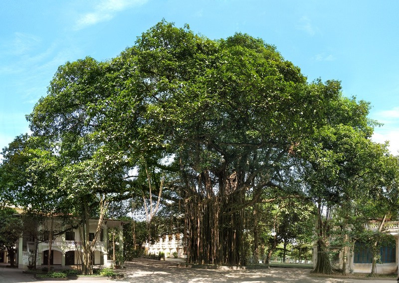 Cây Đa cổ thụ tại Tòa soạn Báo Nhân Dân, 71 Hàng Trống (Hoàn Kiếm, Hà Nội), "chứng nhân" của nhiều thế hệ làm báo trưởng thành...