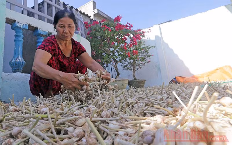 Lý Sơn – Thiên đường giữa biển khơi -0