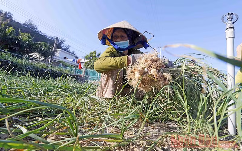 Lý Sơn – Thiên đường giữa biển khơi -0