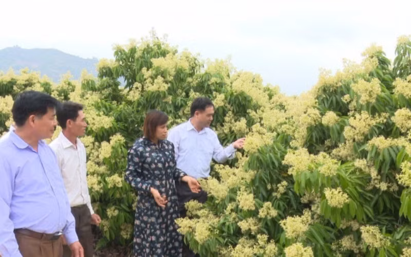 Cán bộ huyện Lục Ngạn, Bắc Giang khảo sát cây vải thiều khi ra hoa.
