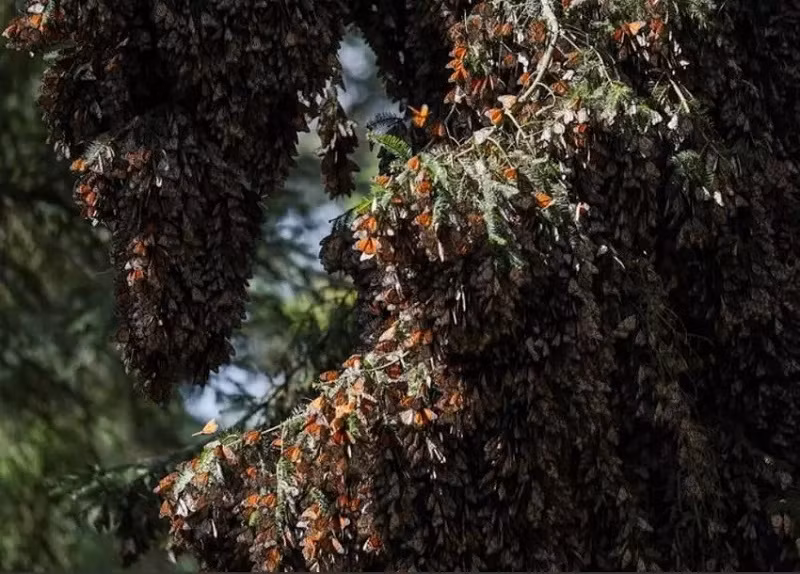 10 bức ảnh ấn tượng về môi trường năm 2021 -0