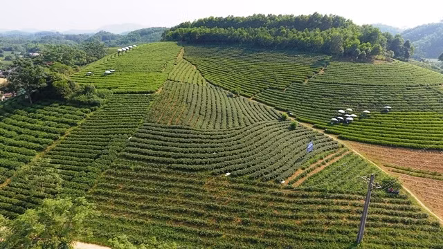 Vùng sản xuất chè tập trung ở thị trấn Sông Cầu, huyện Đồng Hỷ.