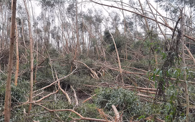  Bão số 9 quét qua khiến người trồng keo ở Quảng Ngãi bị thiệt hại nặng nề. 