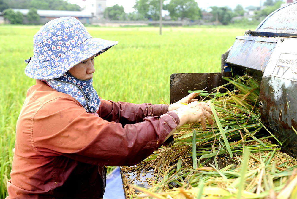 Nông dân huyện Chương Mỹ (Hà Nội) thu hoạch lúa trong những ngày nắng nóng gay gắt. Người dân Hà Nội vất vả mưu sinh dưới trời nóng 40 độ C -0