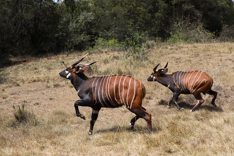 Hai trong số 5 cá thể linh dương Bongo được thả về Khu bảo tồn Mawingu gần Nanyuki, Kenya ngày 9/3/2022. (Ảnh: Reuters) Nỗ lực bảo tồn loài linh dương Bongo quý hiếm ở Kenya -0