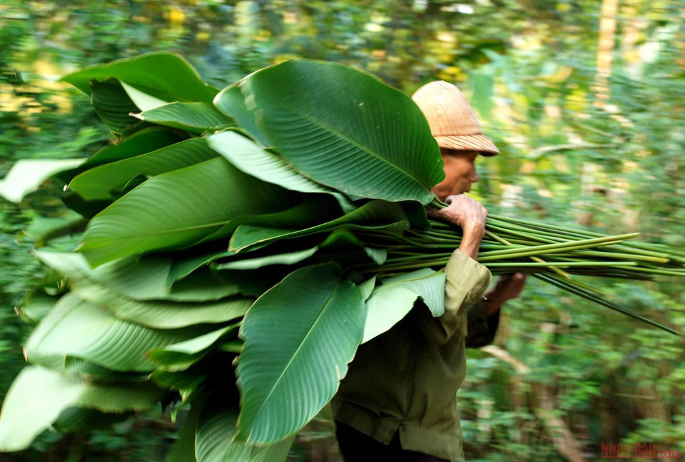 “Lá dong Tràng Cát rất được ưa chuộng bởi màu đẹp tự nhiên, lá dài, mềm, to và tròn. Lá này gói bánh chưng sẽ cho màu xanh tươi, bắt mắt, khi luộc chín sẽ tạo ra hương thơm dịu, hấp dẫn người dùng”, chị Hương chia sẻ. 5la_dong_trang_cat-1612948413370.jpg