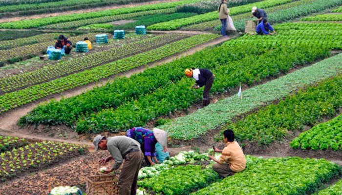 Đại dịch Covid-19 tạo ra nhiều áp lực hơn đối với hệ thống thực phẩm, đặt ra nhu cầu về sức khỏe tốt hơn.