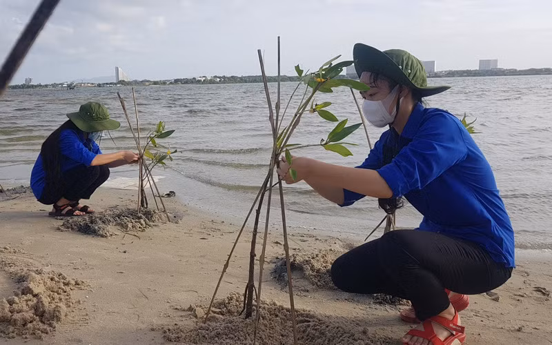 Trồng rừng ngập mặn tại Khánh Hòa -0