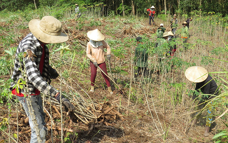 Nông dân Phú Yên thu hoạch sắn (Ảnh: Trình Kế).
