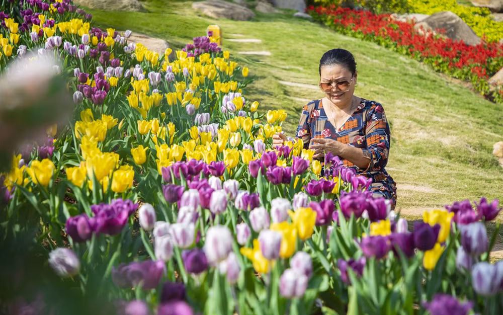 Rực rỡ sắc hoa tulip trên đỉnh núi Bà Đen -0