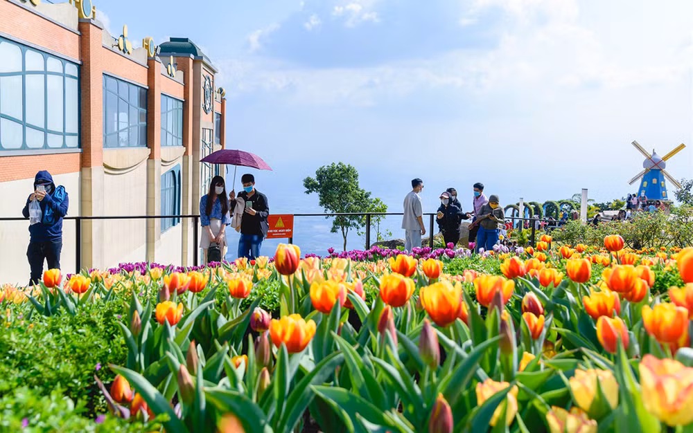 Rực rỡ sắc hoa tulip trên đỉnh núi Bà Đen -1