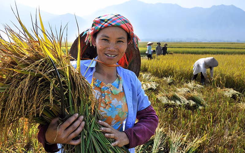 “Hạt gạo làng ta” nhất định có thể đảm đương sứ mệnh tuyệt vời của một vị đại sứ nhỏ bé trước thế giới. Ảnh: ANH SƠN