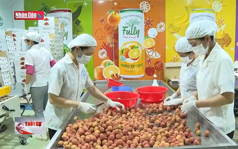 Xuất khẩu gần 4 tấn vải thiều đi Nhật Bản và Đức