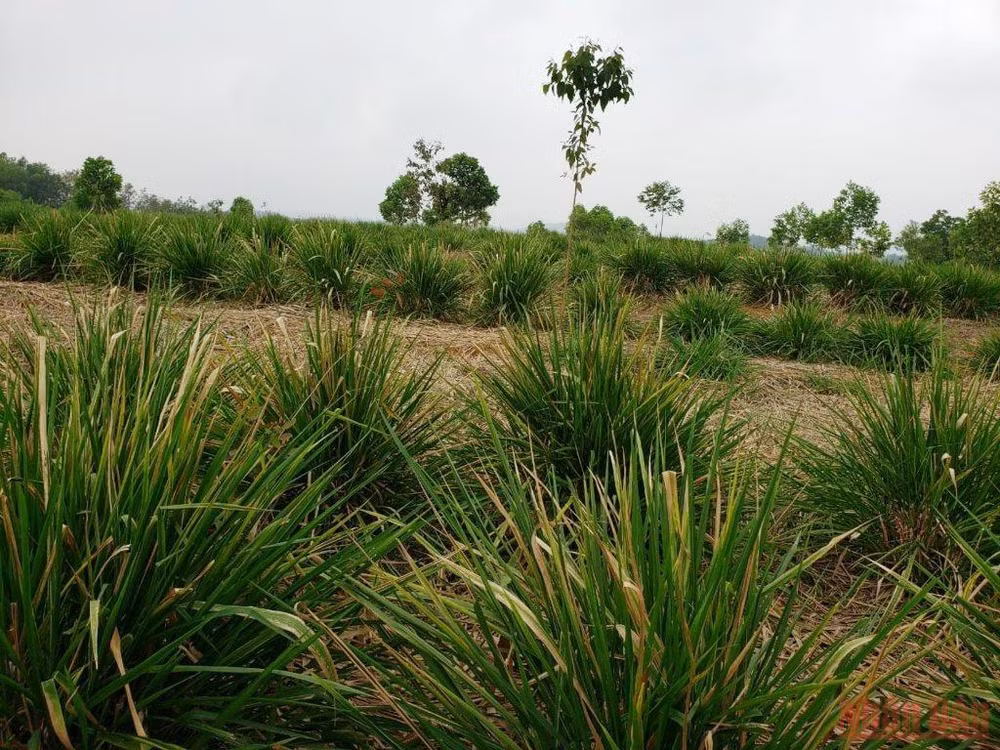 Bài 4: Người đi tìm bình an trong màu xanh của rừng -0