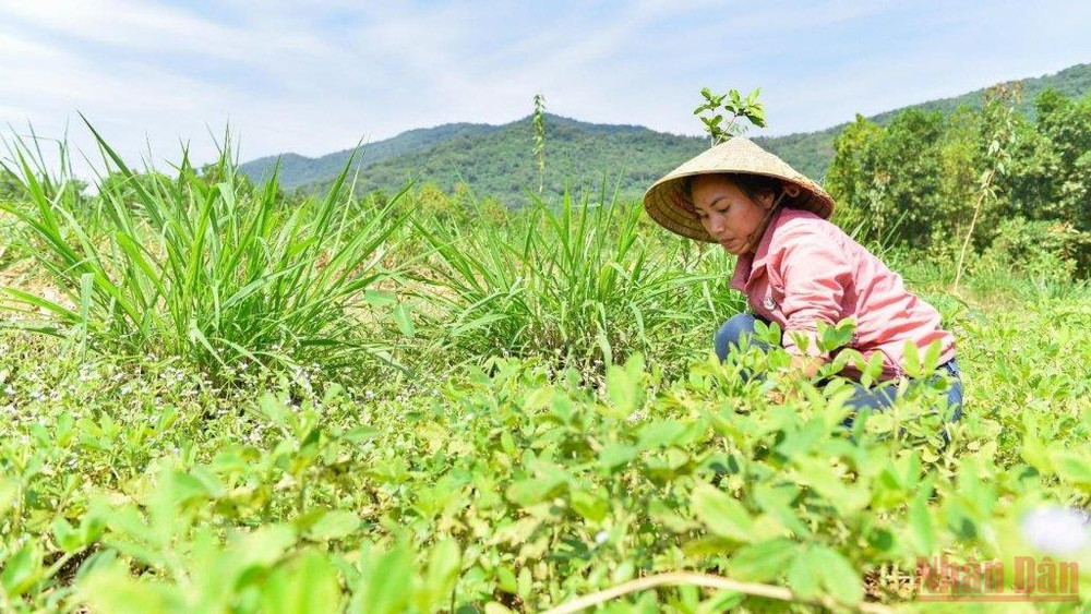 Đối với chị Hương bình an trong chị là những khoảng khắc được về với thiên nhiên, được đắm trong những tán rừng nguyên vẹn.