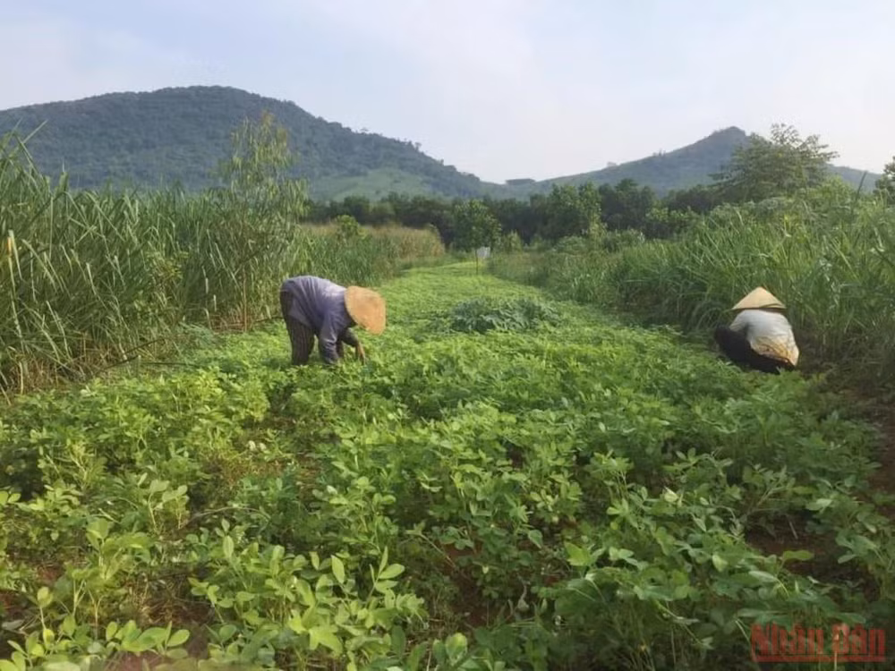 Bài 4: Người đi tìm bình an trong màu xanh của rừng -0