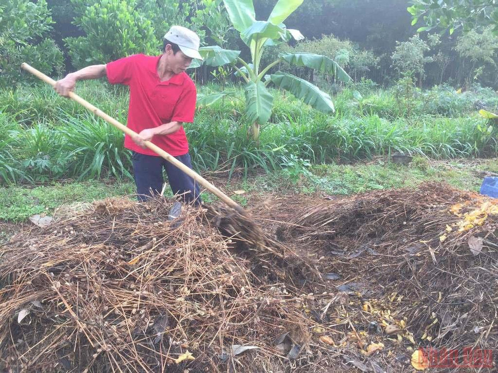 Công nhân của Senka chuẩn bị phân xanh ủ mục để trồng lạc. Bài 4: Người đi tìm bình an trong màu xanh của rừng -0
