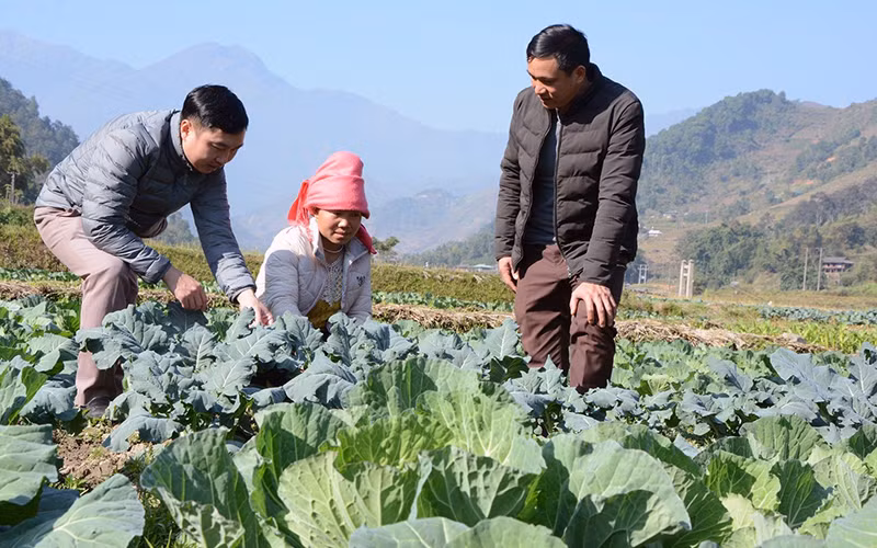 Cán bộ Phòng Nông nghiệp và Phát triển nông thôn huyện Trạm Tấu hướng dẫn người dân chăm sóc rau màu trên đất hai vụ lúa tại xã Hát Lừu. 