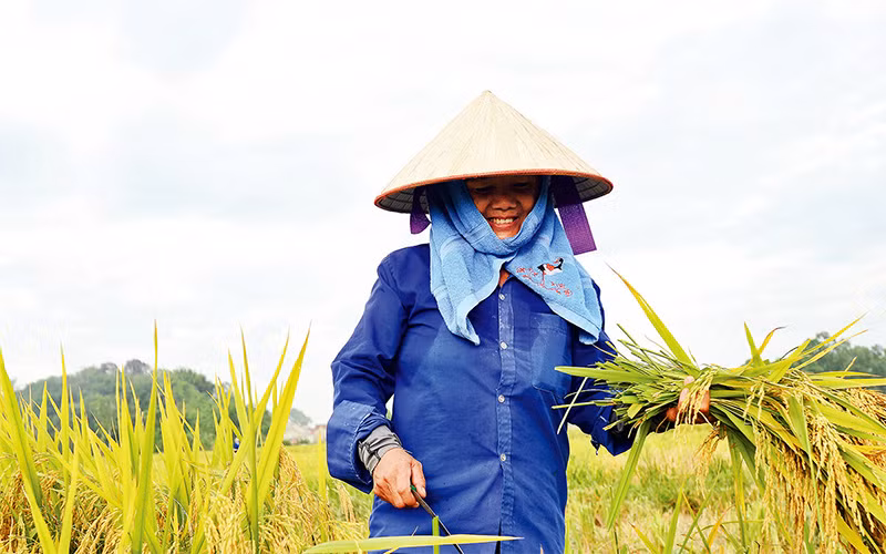 Mùa gặt trên cánh đồng. Ảnh: KHÁNH HUY
