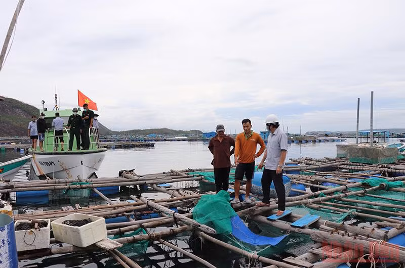 Lực lượng chức năng kiểm tra, vận động người dân di dời lồng bè lấn chiếm luồng tuyến vào khu neo đậu tránh trú bão cho tàu cá vịnh Xuân Đài.