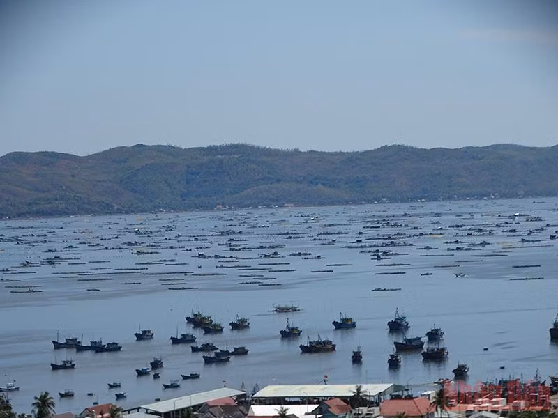 Để tàu cá ra vào khu neo đậu tránh trú bão vịnh Xuân Đài an toàn -0