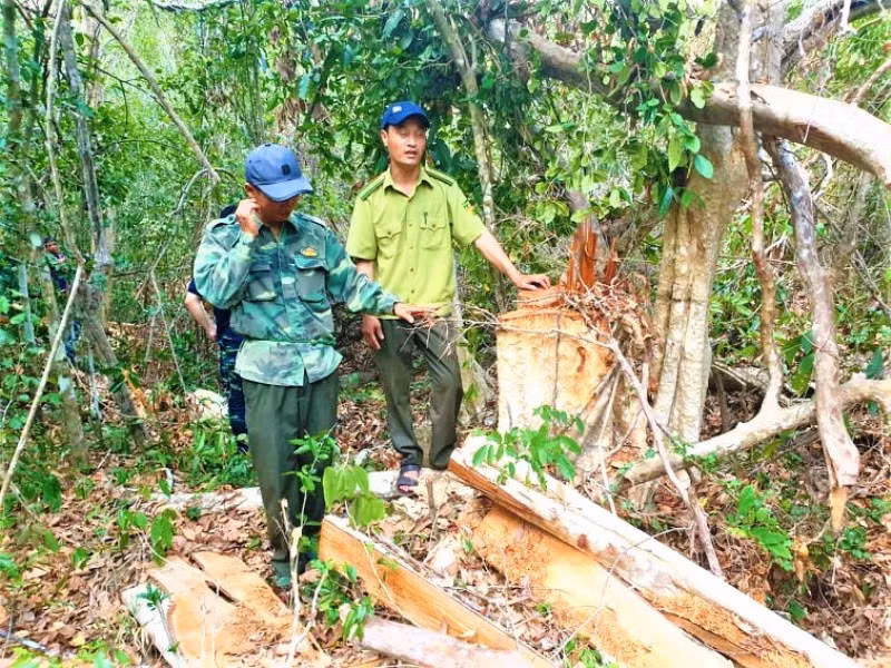 Một vụ phá rừng trong Khu Bảo tồn thiên nhiên Ea Sô tại khu vực giáp ranh giữa tỉnh Đắk Lắk và tỉnh Gia Lai được phát hiện đầu năm 2020.