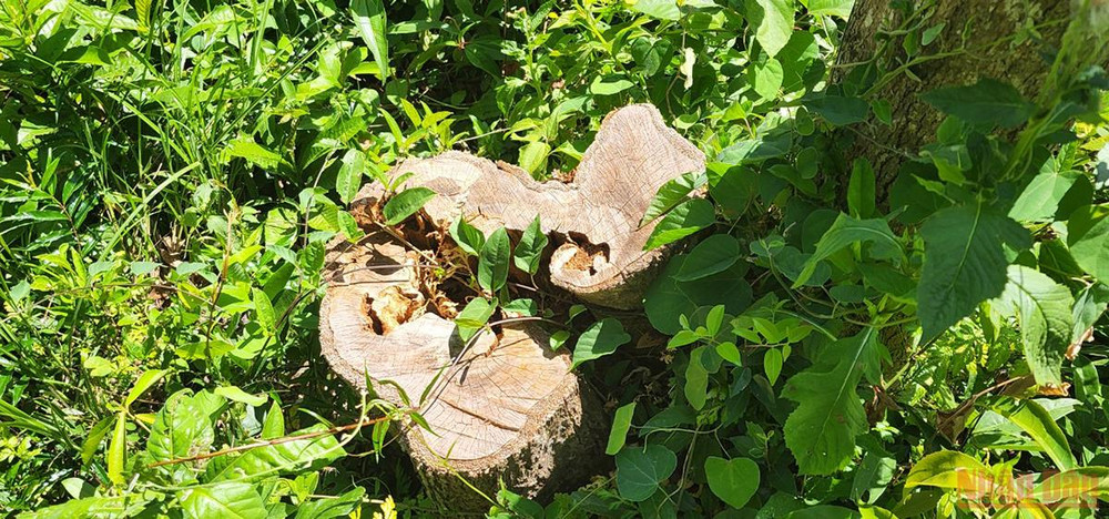 Đối tượng đã chặt toàn bộ cây gỗ có đường kính gốc (sát mặt đất) từ 8-20cm, để lại cây gỗ lớn có đường kính hơn 20cm và trồng xen cây keo lai vào tại Khoảnh 2a, Tiểu khu 208 xã Mỹ Hiệp, huyện Phù Mỹ, tỉnh Bình Định. Bình Định: Phát hiện hơn 11 ha rừng bị xâm hại tại huyện Phù Mỹ -0
