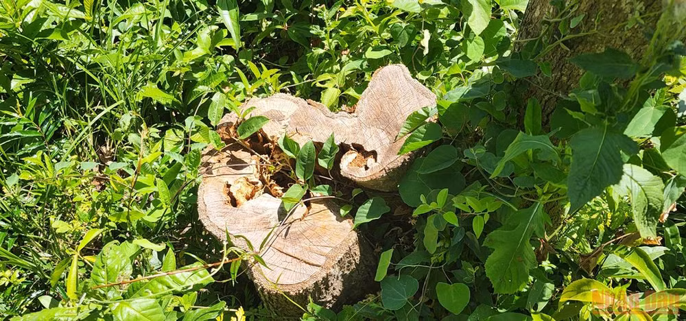 Bình Định: Phát hiện hơn 11 ha rừng bị xâm hại tại huyện Phù Mỹ -0