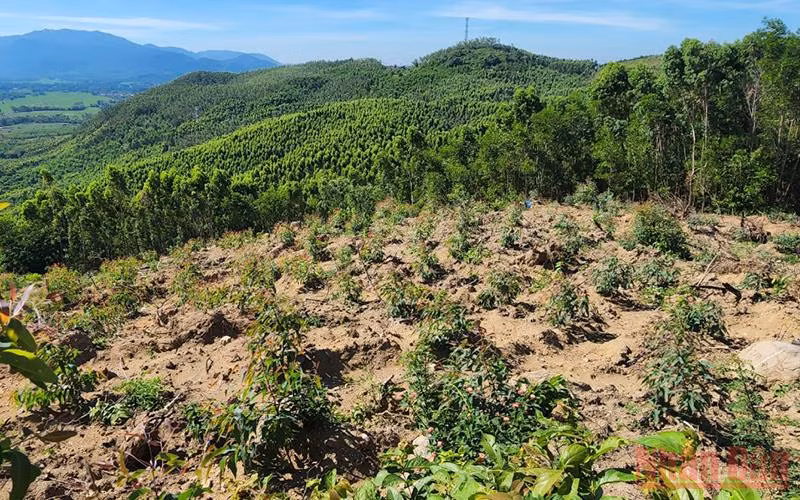 Tình trạng xâm chiếm đất rừng tại Khoảnh 2a, Tiểu khu 208 xã Mỹ Hiệp, huyện Phù Mỹ, tỉnh Bình Định diễn ra trong thời gian dài, bắt đầu từ năm 2014 đến nay để lấy đất trồng rừng sản xuất.