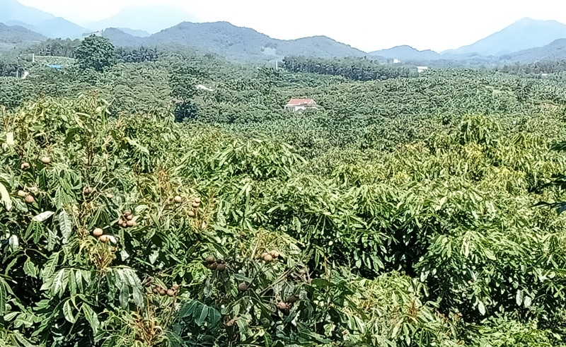 Vùng nhãn Khe Đù, xã Phúc Thuận, thị xã Phổ Yên.
