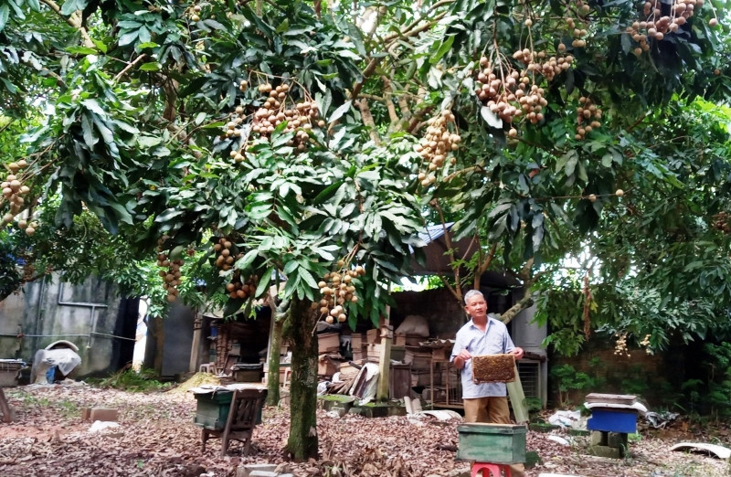 Dưới tán nhãn, người dân nuôi ong lấy mật. img- 0042.jpg -0