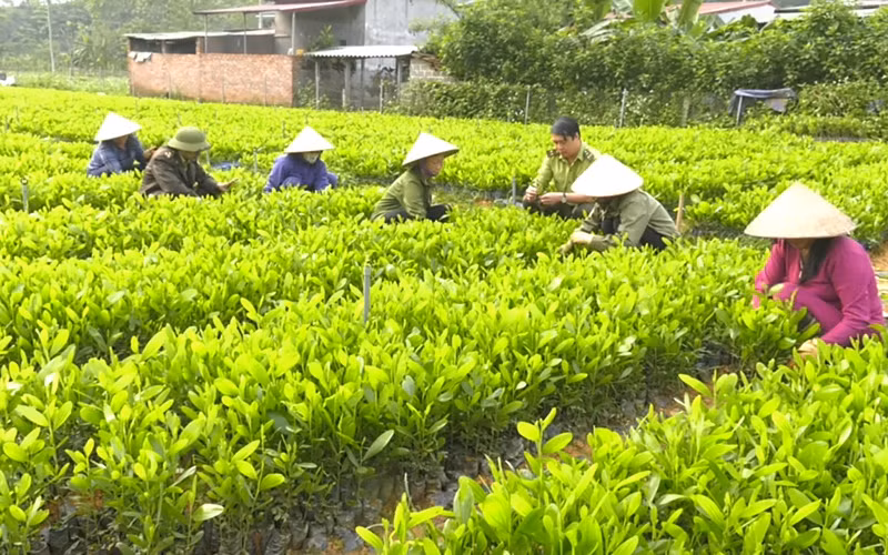 Nông dân huyện Tân Sơn (Phú Thọ) chăm sóc cây giống để trồng rừng. (Ảnh CÔNG SƠN)