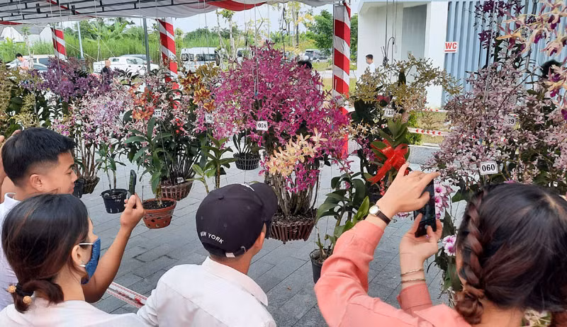 Rực rỡ sắc màu hoa phong lan toàn quốc -0