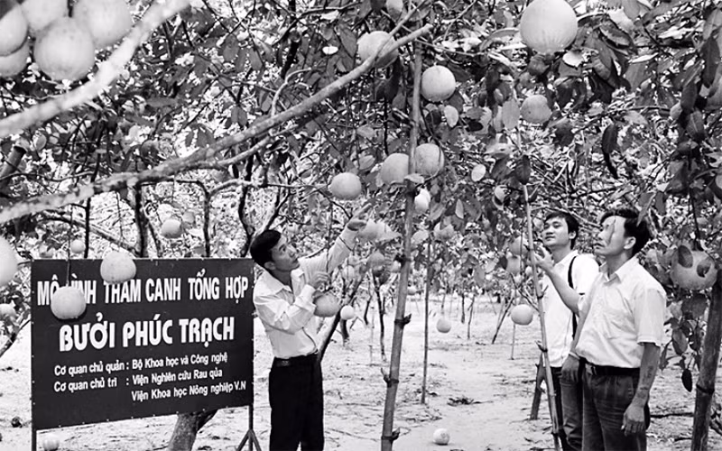 Bưởi Phúc Trạch là một trong 39 sản phẩm được bảo hộ chỉ dẫn địa lý tại châu Âu. Trong ảnh: Mô hình trồng bưởi Phúc Trạch tại xã Hương Trạch, huyện Hương Khê, Hà Tĩnh. 