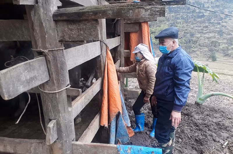 Người dân huyện Na Rì kiểm tra, quây bạt chống rét cho gia súc.