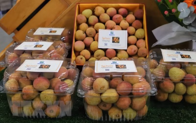 Vải tươi Việt được đấu giá lên tới 53 triệu đồng một kg ở Australia -0