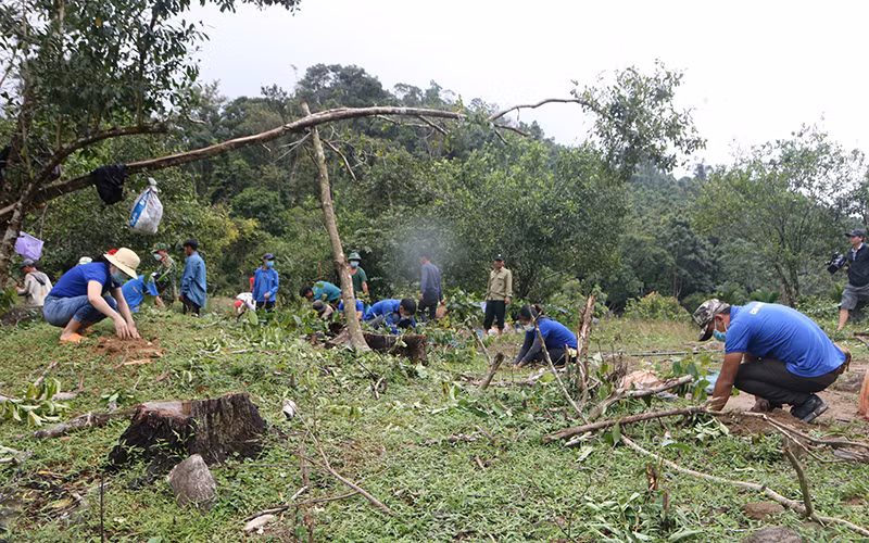 Tuổi trẻ Quảng Ngãi góp sức phục hồi rừng đầu nguồn -0