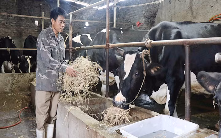 Chăn nuôi bò sữa tại thôn Liên Ấp, xã Việt Đoàn (Tiên Du, Bắc Ninh). (Ảnh TTXVN)