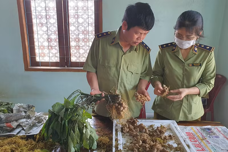 Đội Quản lý thị trường số 2 (Cục Quản lý thị trường tỉnh Kon Tum) đang kiểm đếm tang vật.