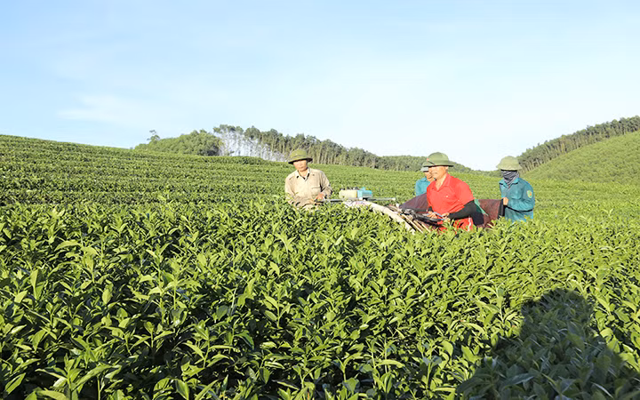 Người dân xã Hùng Sơn, huyện Anh Sơn (Nghệ An) vay vốn trồng chè, mang lại hiệu quả kinh tế cao. Ảnh: QUANG DŨNG