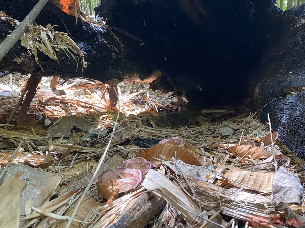 Ấn tượng thiên nhiên Di sản ASEAN trên dãy Trường Sơn -0