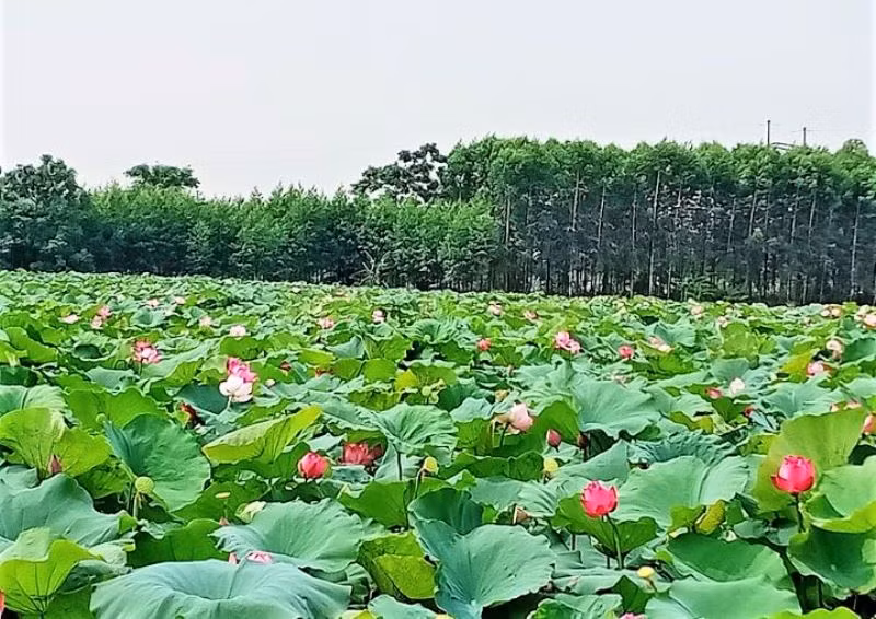 Mùa sen thơm ngát ở tâm dịch Covid-19