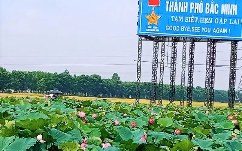 Mùa sen thơm ngát giữa mùa lúa ở tâm dịch Covid-19 -0