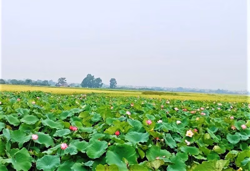 Mùa sen thơm ngát giữa mùa lúa ở tâm dịch Covid-19 -0